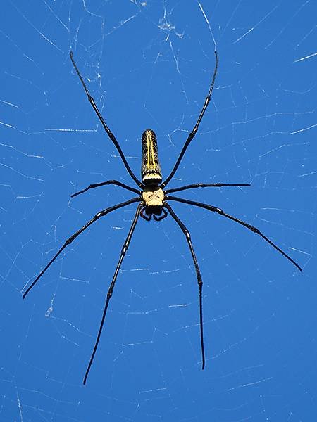 Spider a4.JPG