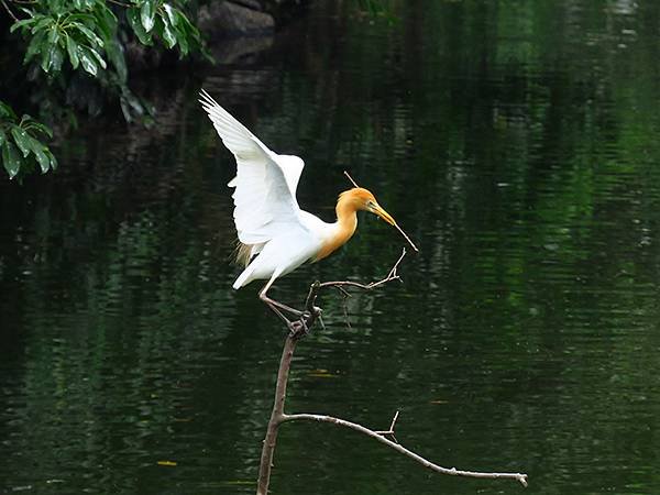 egret e4.JPG