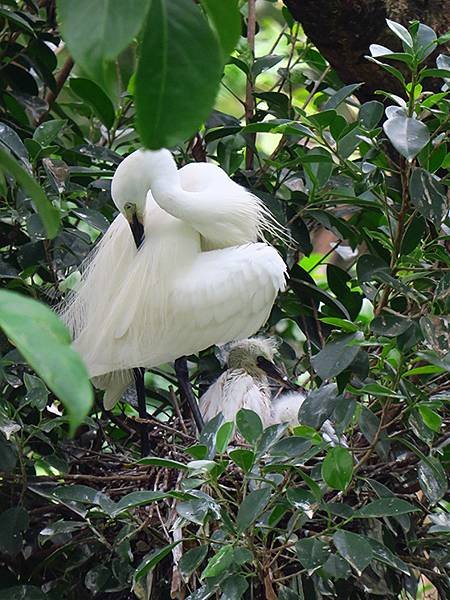 egret i6.JPG