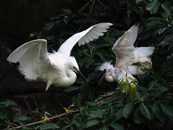 egret j2.JPG