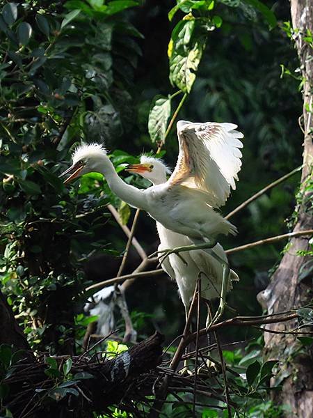 egret j4.JPG