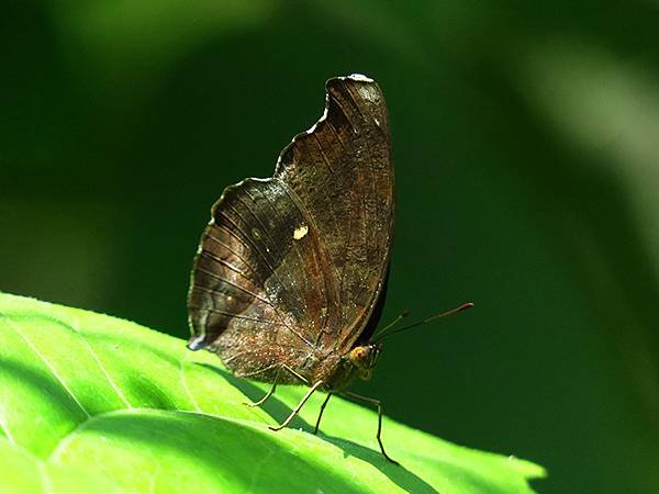 Butterfly f5.JPG