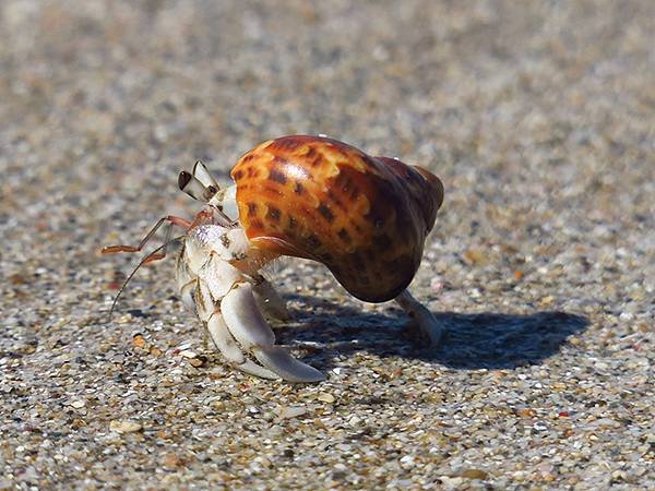 Hermit crab 1.JPG