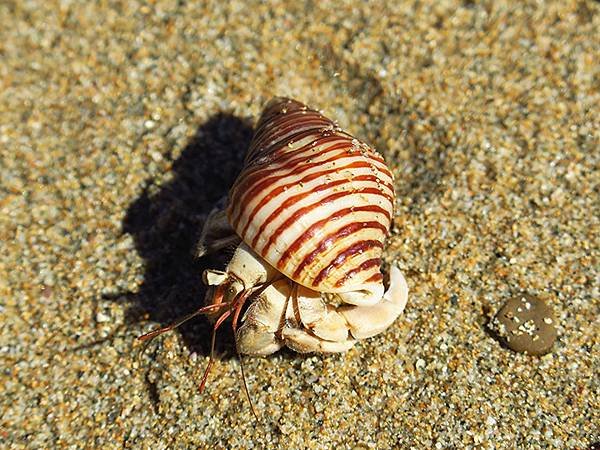 Hermit crab 5.JPG