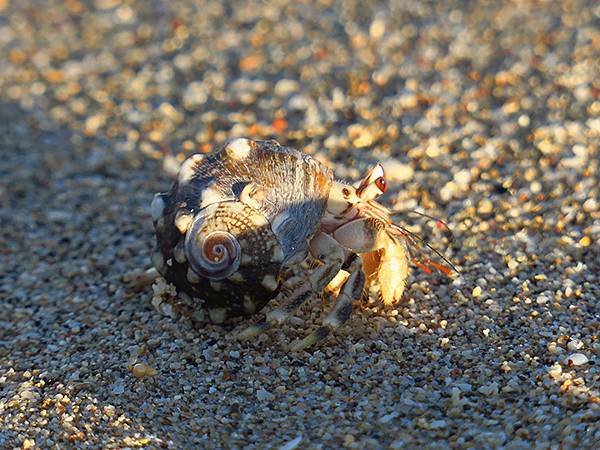 Hermit crab 8.JPG