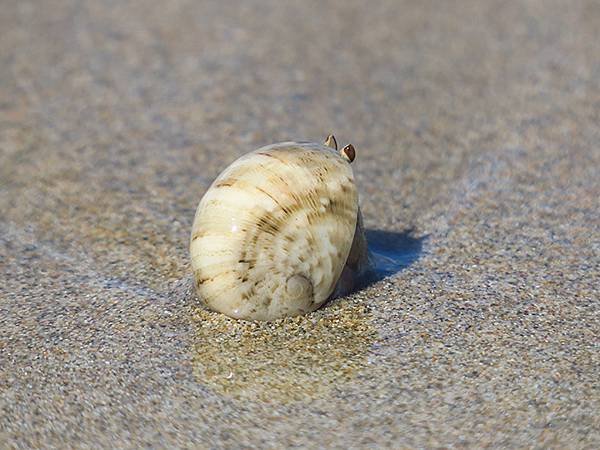 Hermit crab 10.JPG