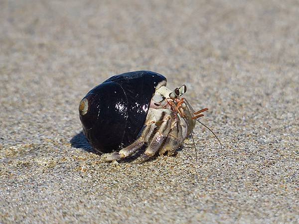 Hermit crab 11.JPG