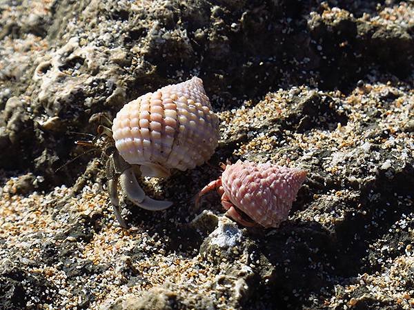 Hermit crab 18.JPG