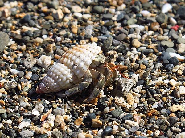 Hermit crab 15.JPG