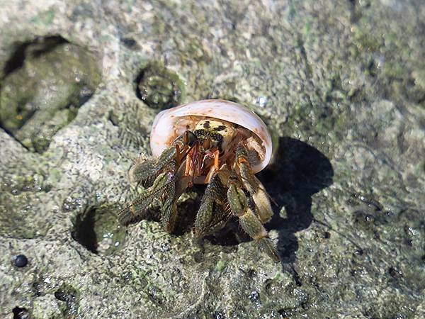 Hermit crab 16.JPG