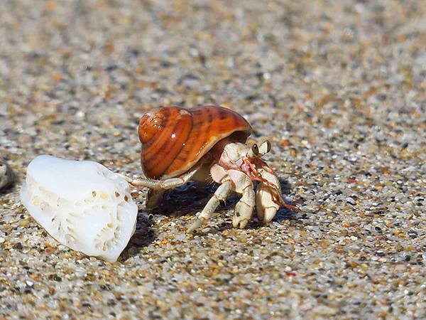 Hermit crab 23.JPG