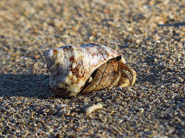 Hermit crab a2.JPG