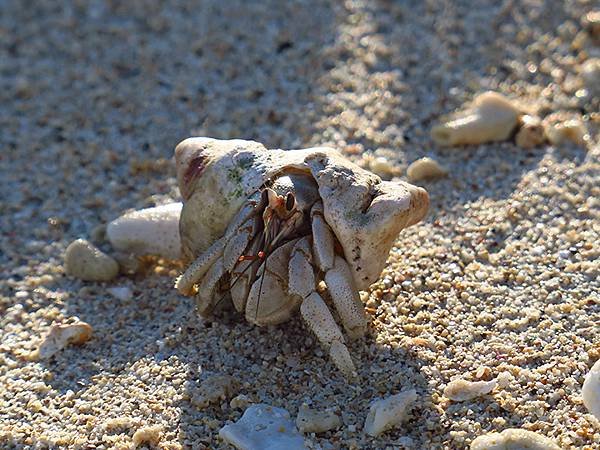 Hermit crab a1.JPG