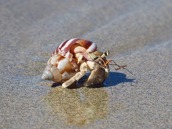 Hermit crab a3.JPG