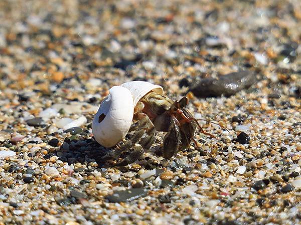 Hermit crab a8.JPG