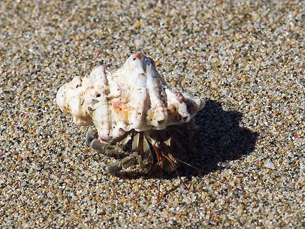 Hermit crab a6.JPG