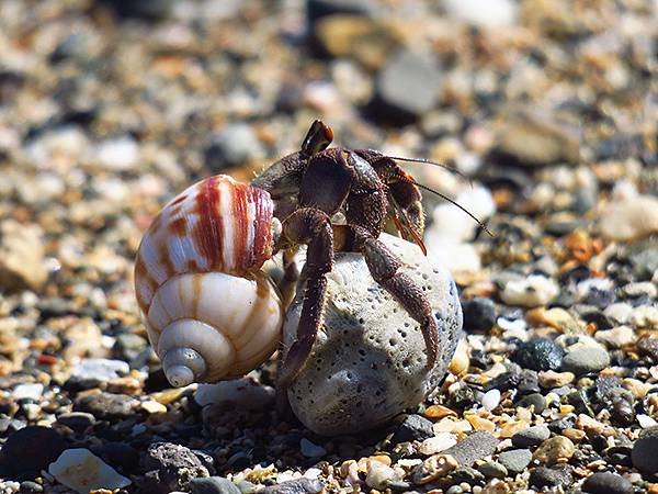 Hermit crab a7.JPG