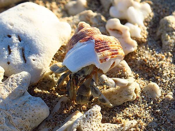 Hermit crab a5.JPG