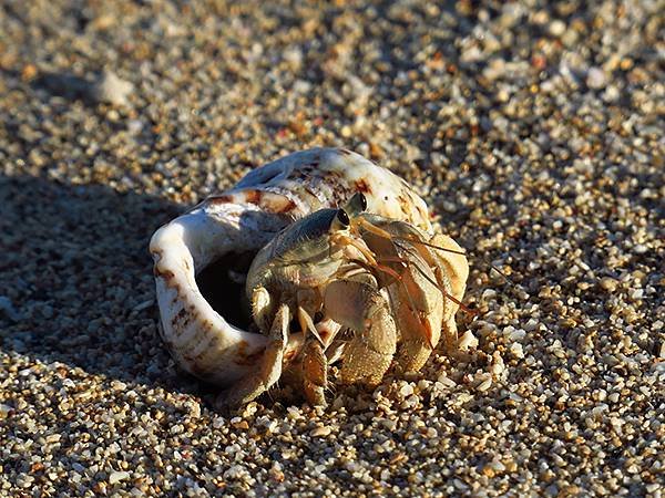 Hermit crab b3.JPG