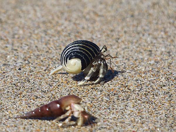 Hermit crab a10.JPG