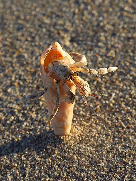 Hermit crab b5.JPG