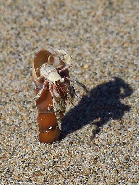 Hermit crab b7.JPG