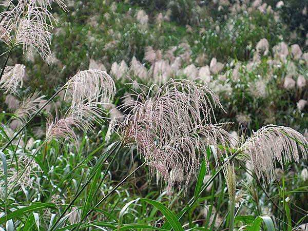 Silvergrass b3.JPG