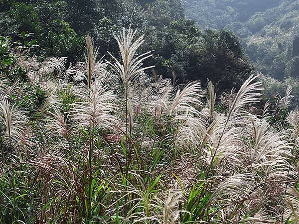 Silvergrass f3.JPG