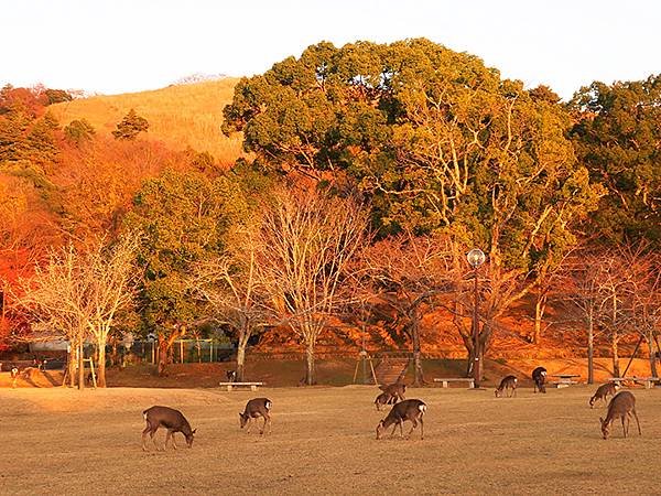 Nara biking j7.JPG