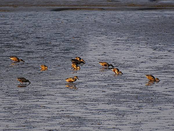 Luzhou Birds l7.JPG