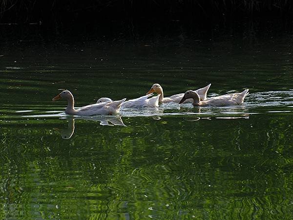 Meihua Lake c2.JPG