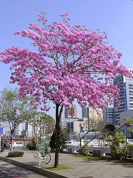 Anping u10.JPG