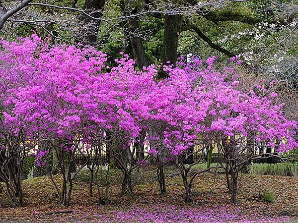 Beppu c3.JPG