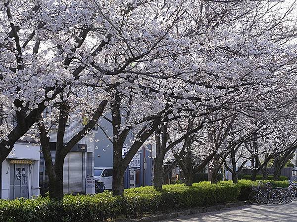 Himeji cb a4.JPG