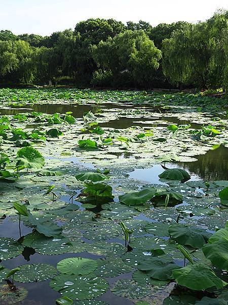 中國解封遊‧蘇州(五)‧平江路和東園(Pingjiang R