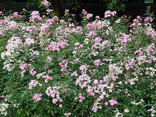 中國解封遊‧蘇州(六)‧桂花公園和金雞湖(Guihua Pa