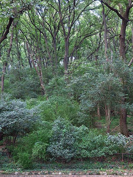 中國解封遊‧南京(四)‧明孝陵(Ming Xiaoling 