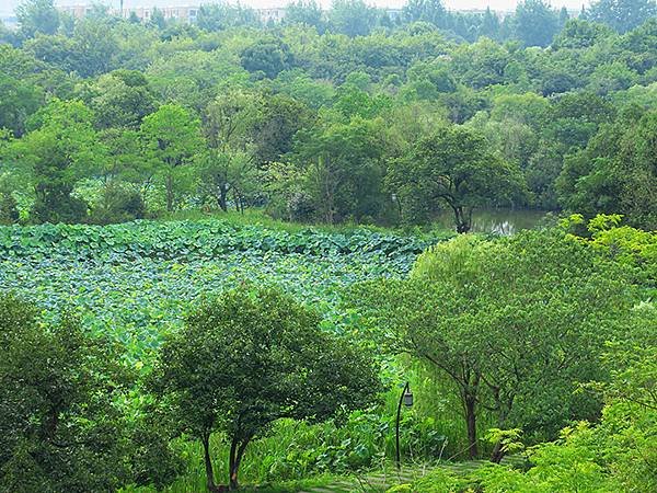 中國解封遊‧杭州(一)‧西溪溼地(Xixi Wetland)