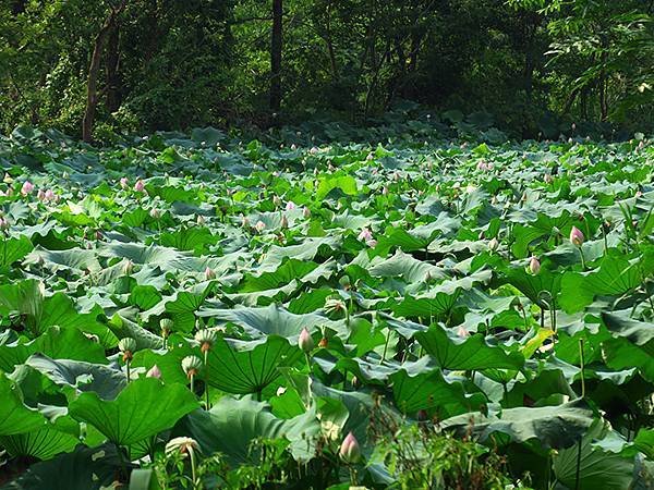 中國解封遊‧杭州(一)‧西溪溼地(Xixi Wetland)