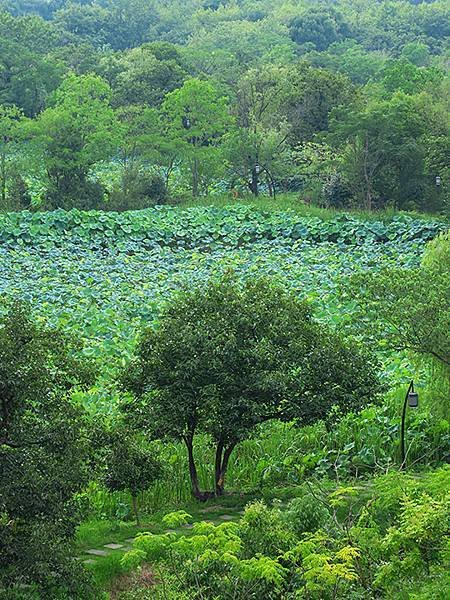 中國解封遊‧杭州(一)‧西溪溼地(Xixi Wetland)