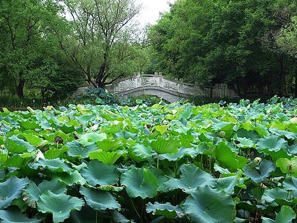 中國解封遊‧杭州(一)‧西溪溼地(Xixi Wetland)