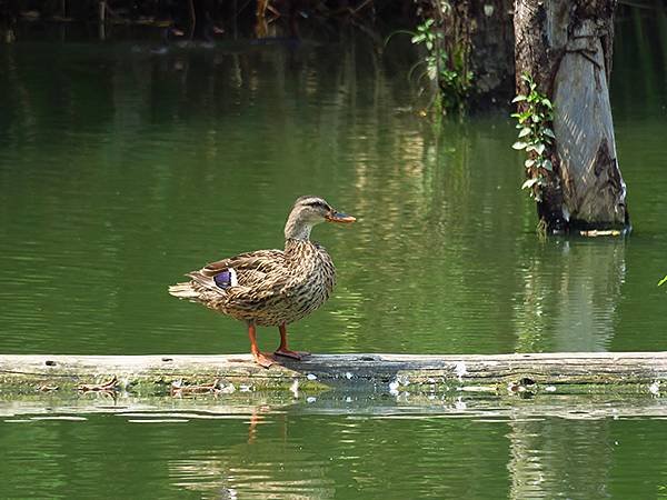 中國解封遊‧杭州(一)‧西溪溼地(Xixi Wetland)