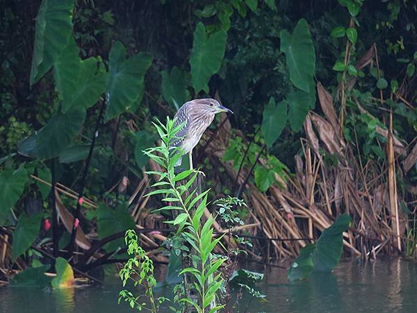 中國解封遊‧杭州(一)‧西溪溼地(Xixi Wetland)