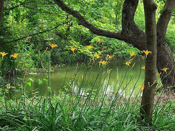 中國解封遊‧杭州(一)‧西溪溼地(Xixi Wetland)