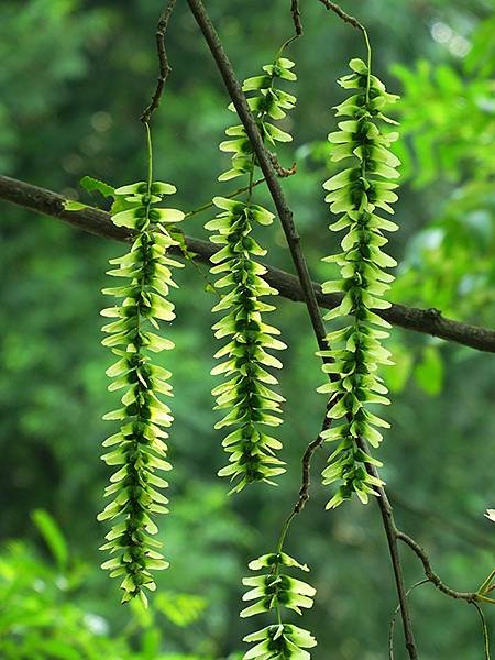 中國解封遊‧杭州(一)‧西溪溼地(Xixi Wetland)