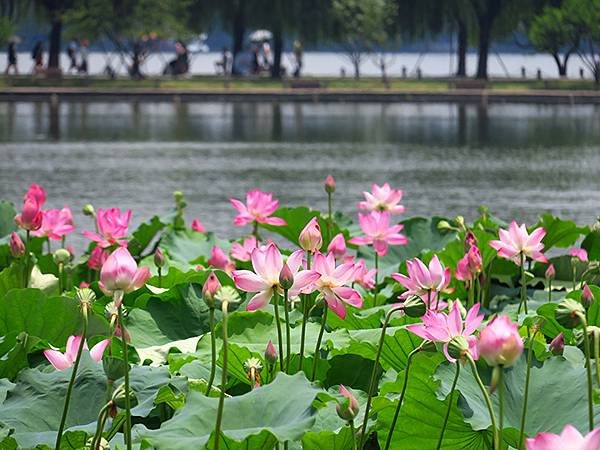 中國解封遊‧杭州(八)‧西湖(West Lake)