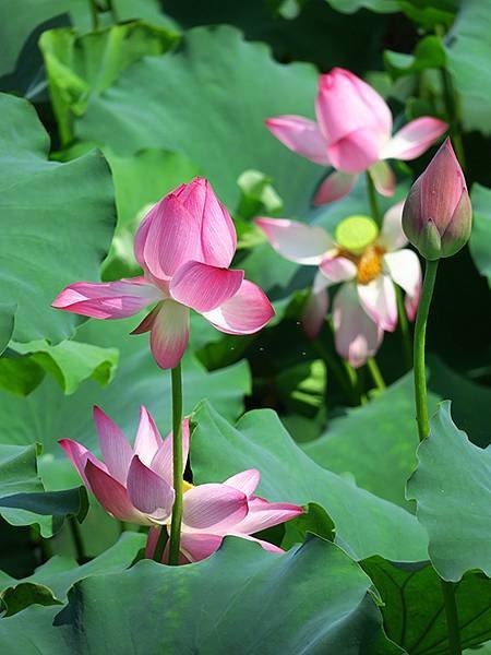 中國解封遊‧杭州(八)‧西湖(West Lake)