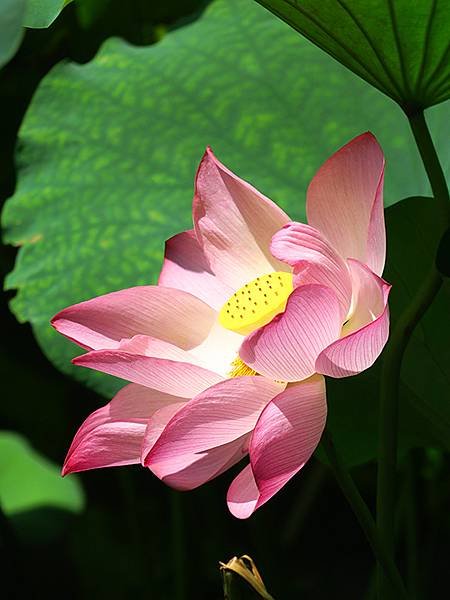 中國解封遊‧杭州(八)‧西湖(West Lake)