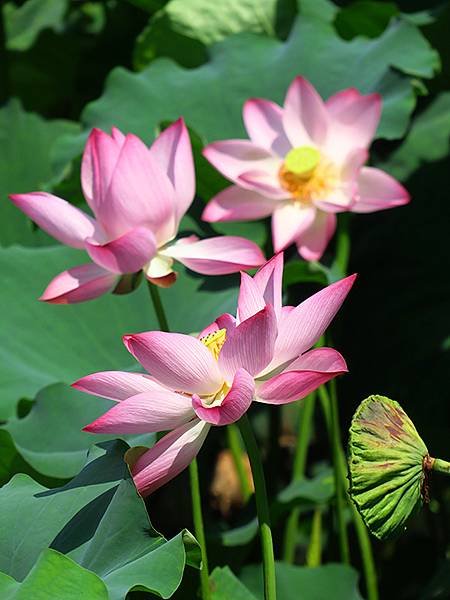 中國解封遊‧杭州(八)‧西湖(West Lake)