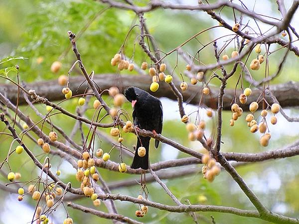 台灣‧台東(十)‧聖誕、賞鳥(Taitung Walking